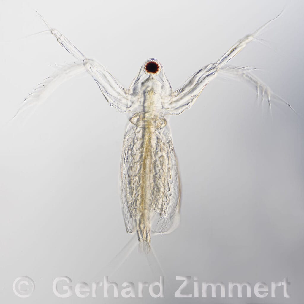 Diaphanosoma brachyurum