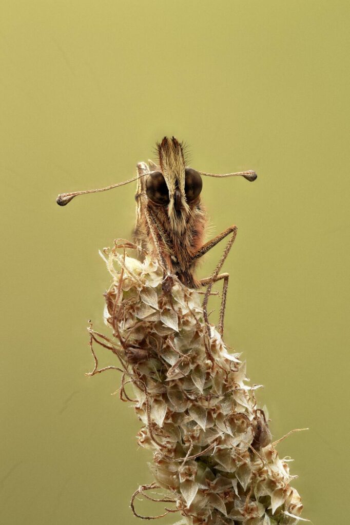 Boloria_dia_Portrait_w