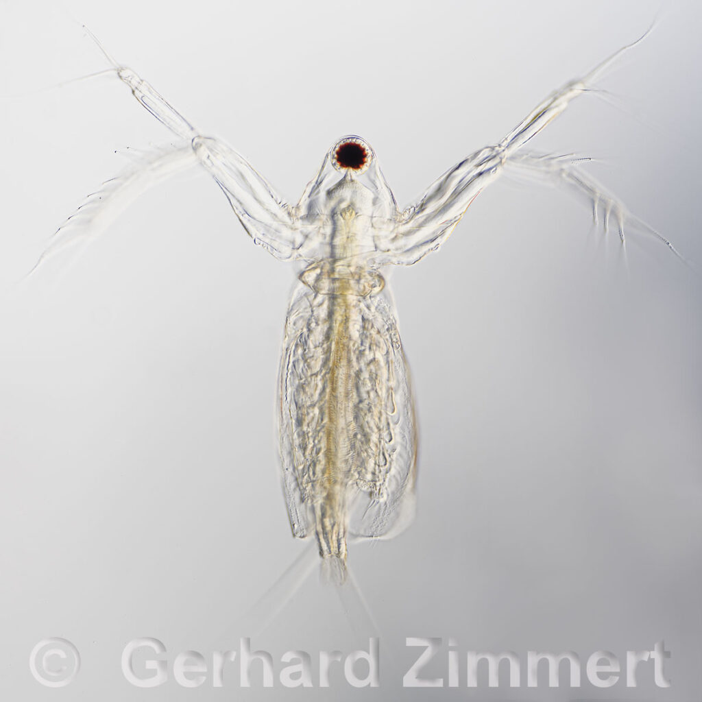 Diaphanosoma_brachyurum