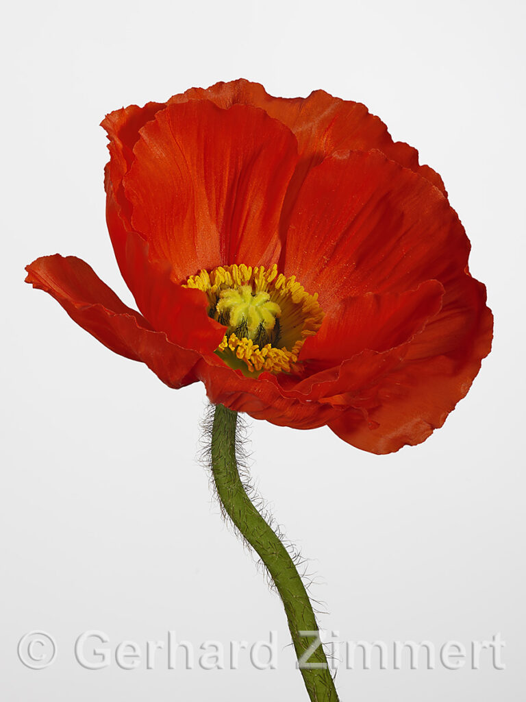 mohn