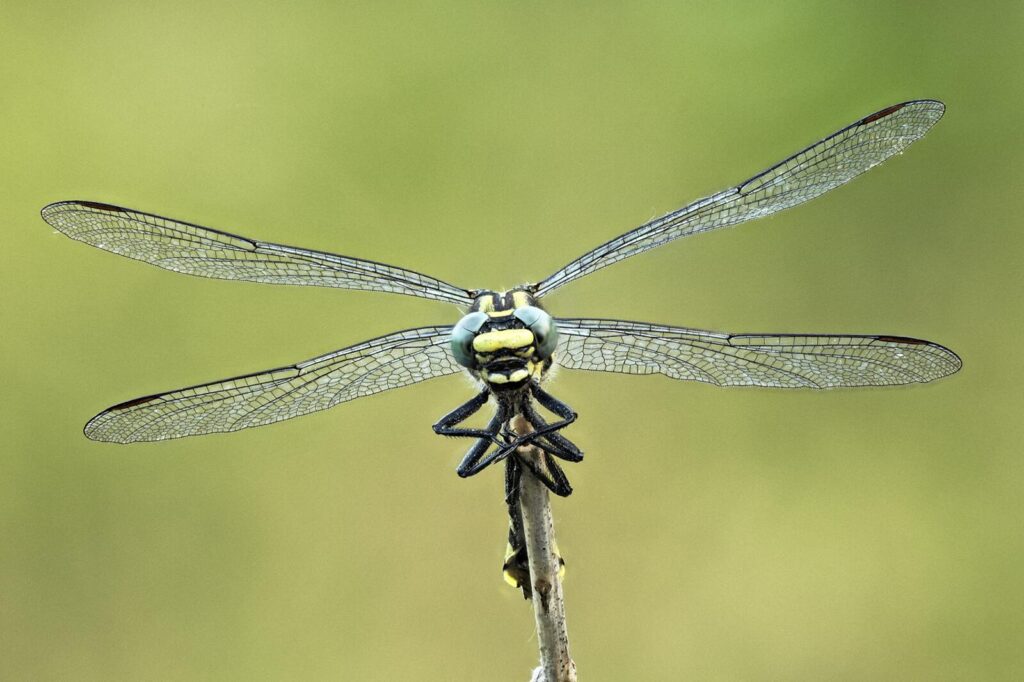 unbekannte_Libelle_Gesamtansicht_w