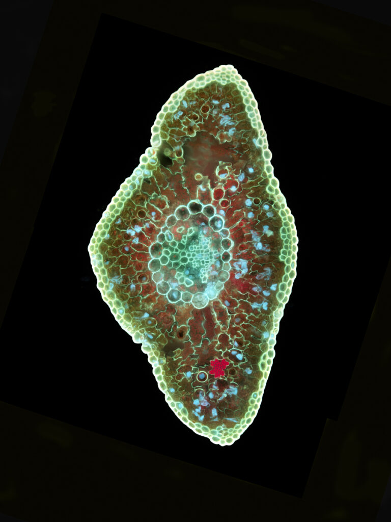 Lärchennadel Querschnitt Primärfluoreszen NBV 20x