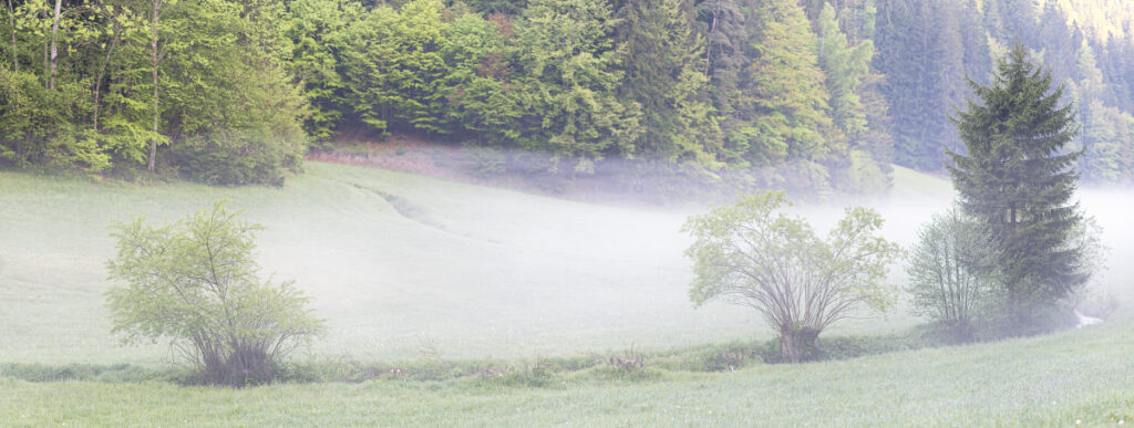 Morgennebel mäandrierender Bach