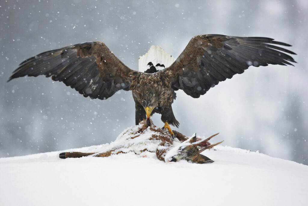 Seeadler am Luder